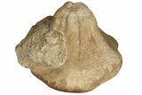 Miocene Fossil Echinoid (Clypeaster) - Taza, Morocco #136864-2